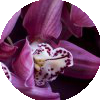 Аватар пользователя Thai Orhids