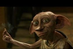 Фотография Dobby