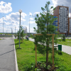 На субботнике высадят более 500 саженцев в рамках акции «3000 деревьев к 300-летию Екатеринбурга»