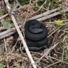 Большую чёрную змею заметили жители Академического в лесопарке