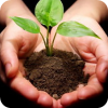 Посади «Семейное дерево»