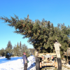 Зимние традиции Академического: новогодние ели спешат во дворы района
