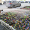 Утоляем жажду: УК «Академический» обильно поливает цветы и деревья