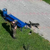 Бдительные жители и сотрудники ГБР спасли собаку в Академическом