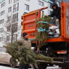 В Академическом организуют спецрейсы для вывоза новогодних елей