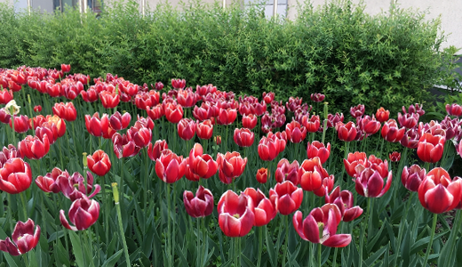 Цветочные узоры на клумбах: в Академическом высадили тысячи растений