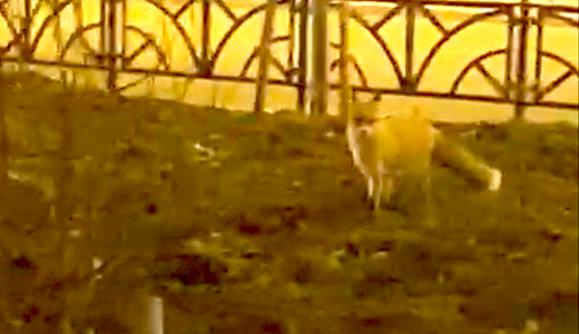 Житель снял на видео прогуливающуюся по проспекту Академика Сахарова лису