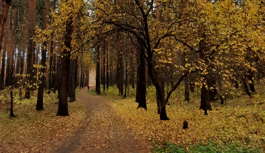 Лёгкие нашего района стали золотыми: жители Академического наслаждаются осенними прогулками в Юго-Западном лесопарке