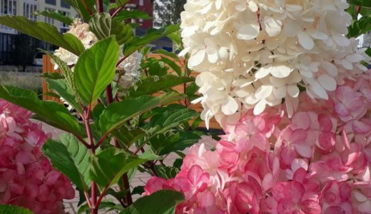 Осенью как летом: в Академическом цветут гортензии, петунии и бархатцы
