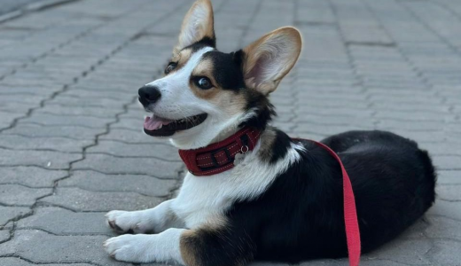 В Академическом могут появиться площадки для тренировки собак
