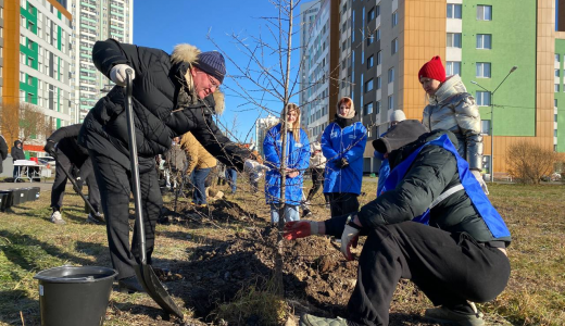 Аллея единства: в Академическом высадили молодые лиственницы