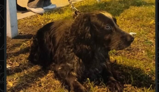 Жители Академического вернули собаку забывчивому дедушке