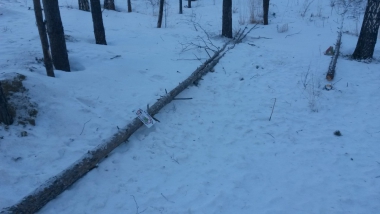 Из-за сильного ветра на улице Цветаевой попадали деревья