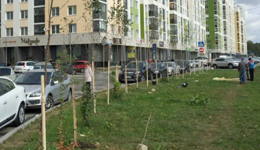 Жители дома на ул. Мехренцева посадили берёзовую аллею во втором квартале