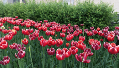 Цветочные узоры на клумбах: в Академическом высадили тысячи растений