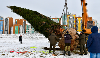 В Преображенском парке высадили 10-метровую сибирскую ель