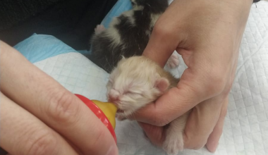 «Нашли в пакете у помойки». Жительница Краснолесья спасла выброшенного котёнка