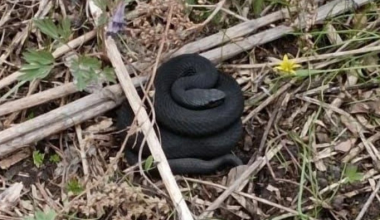 Большую чёрную змею заметили жители Академического в лесопарке