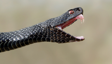 Всё-таки гадюка: эксперты распознали змею рядом с ЖК «Форест»
