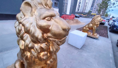 Символ роскоши и власти: в Академическом замечена пара «золотых» львов
