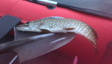 По щучьему велению: в Преображенском парке рыба прыгнула в лодку
