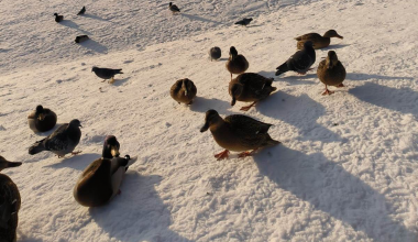 «У одних лапы почернели, у других – вообще нет лап»: академчане сообщают о замёрзших утках