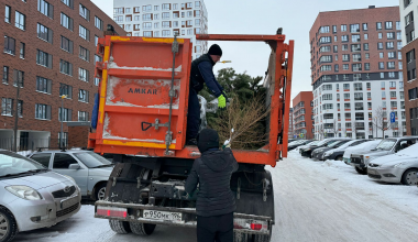 В выходные в Академическом будут работать пункты сбора живых елей