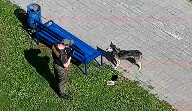 Бдительные жители и сотрудники ГБР спасли собаку в Академическом