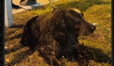 Жители Академического вернули собаку забывчивому дедушке