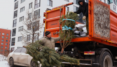 В Академическом организуют спецрейсы для вывоза новогодних елей